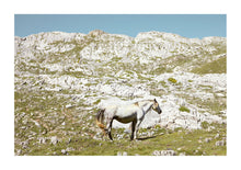 Load image into Gallery viewer, Wild Horse - Spain
