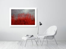 Load image into Gallery viewer, Red Grasses - Scotland
