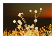 Load image into Gallery viewer, Teasels #02- Turkey
