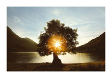 Load image into Gallery viewer, Lake Tree - Lake District
