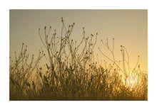Load image into Gallery viewer, Marsh Grasses - London
