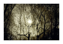 Load image into Gallery viewer, Epping Forest # 03
