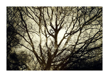 Load image into Gallery viewer, Epping Forest # 02
