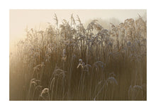 Load image into Gallery viewer, Frosted Reeds - London
