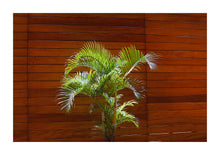 Load image into Gallery viewer, Indoor Plant - Ecuador
