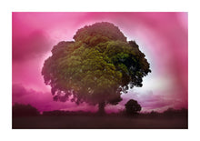 Load image into Gallery viewer, Pink Oak Trees - Wales
