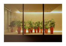 Load image into Gallery viewer, Indoor Plants - London
