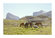 Load image into Gallery viewer, Wild Horses - Spain

