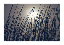 Load image into Gallery viewer, Winter Reeds - Ireland
