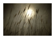 Load image into Gallery viewer, Warm Grasses - Devon
