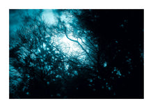 Load image into Gallery viewer, Blue Trees # 01 - Kent
