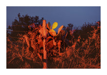 Load image into Gallery viewer, Red Cactus - Sicily
