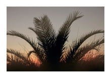 Load image into Gallery viewer, Palm Plant - Kefalonia
