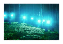 Load image into Gallery viewer, Forest Lights - Scotland
