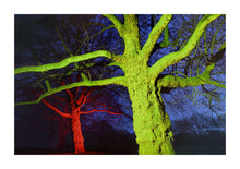 Load image into Gallery viewer, Saturation - Highgate Woods
