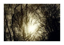 Load image into Gallery viewer, Epping Forest # 01
