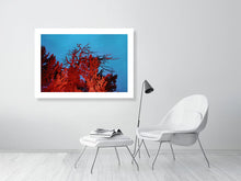 Load image into Gallery viewer, Red Firs - Scotland
