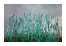 Load image into Gallery viewer, Blue Grasses - Scotland
